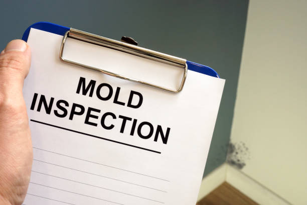 Why You Should Choose Our Mold Remediation Services in Rio Rancho, NM